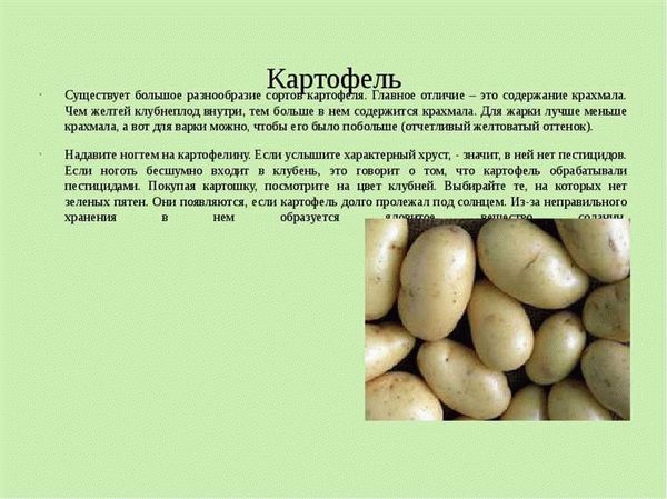 Картофель Киранда (Китайская ранняя Давыдова, Китайское чудо)