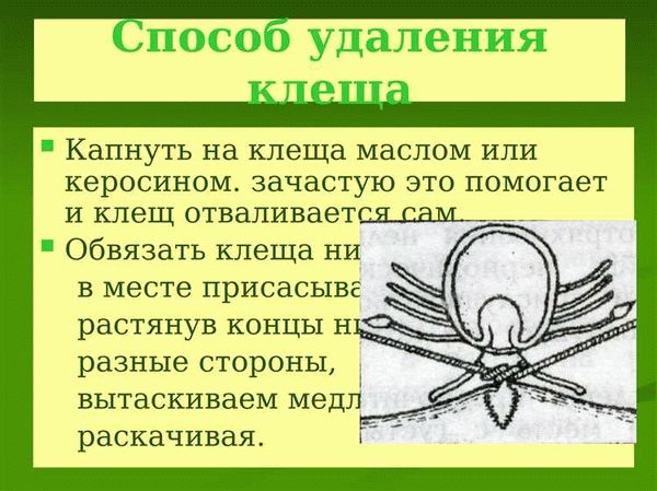 Сколько стоит убрать клеща в клинике