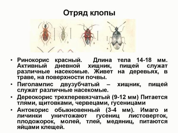 Укусы клопов: отличия, симптомы, лечение, опасность