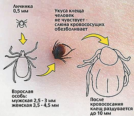 Как предотвратить появление клопов в доме