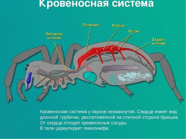 Как пауки создают свои нити