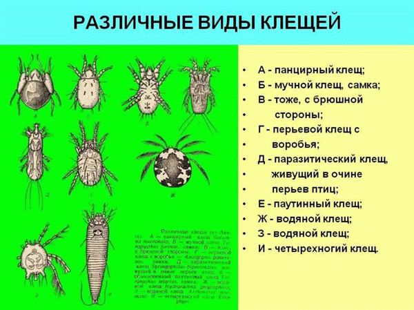 Образ жизни и питание клещей