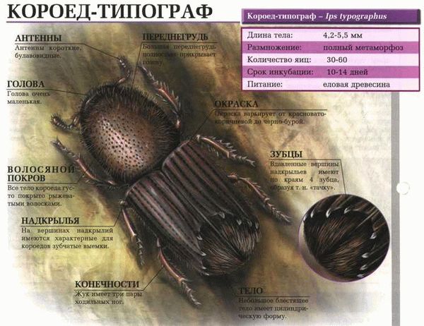 Как выглядит зараженное дерево?