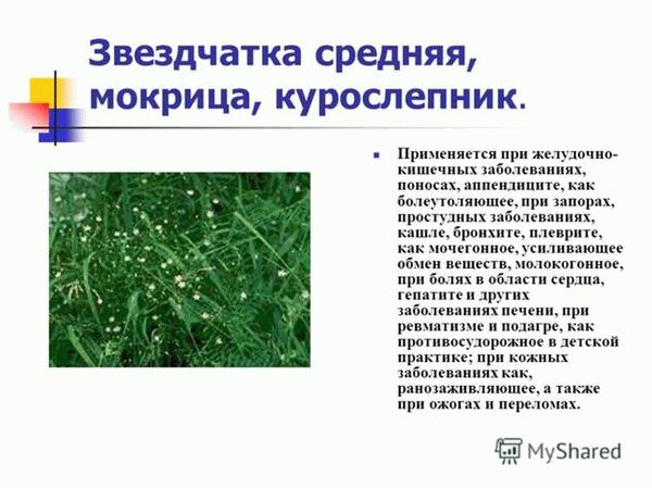 Может ли мокрица укусить? Опасна ли мокрица для человека?