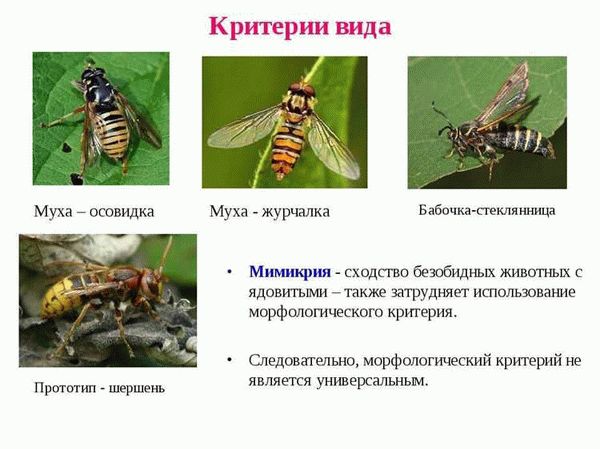 Обыкновенная зелёная падальница