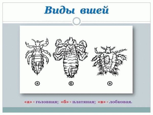 Справляемся с педикулёзом без вреда для здоровья