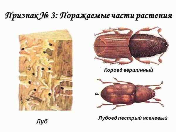 Методы борьбы с короедами