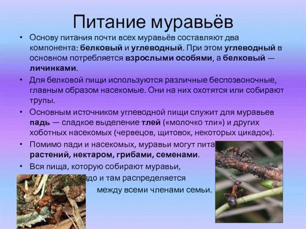 Эффективные химические препараты от муравьёв