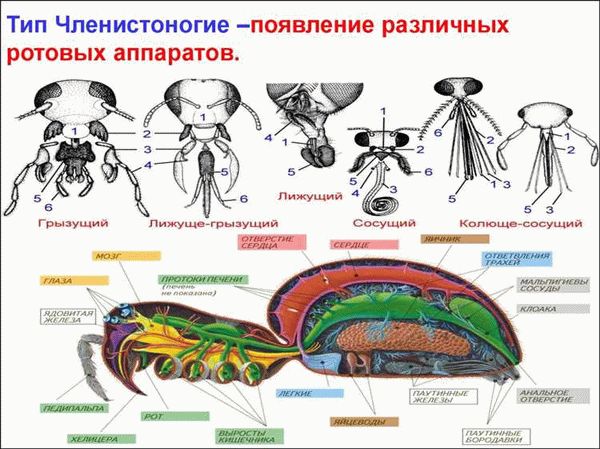 Внешнее и внутреннее строение мухи: отличительные черты и особенности