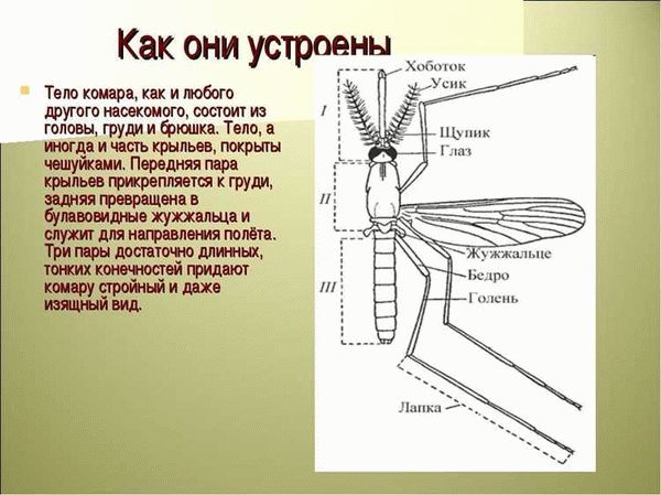 Отличительные черты комнатной мухи