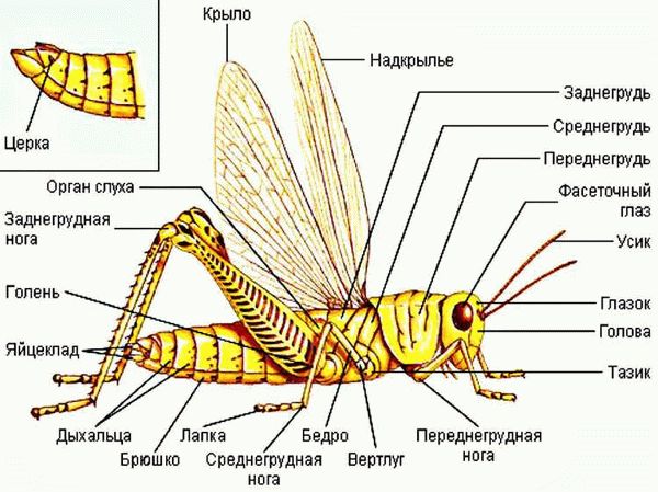 Общая характеристика класса