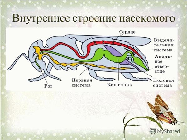 Всегда ли у жуков 6 ног?