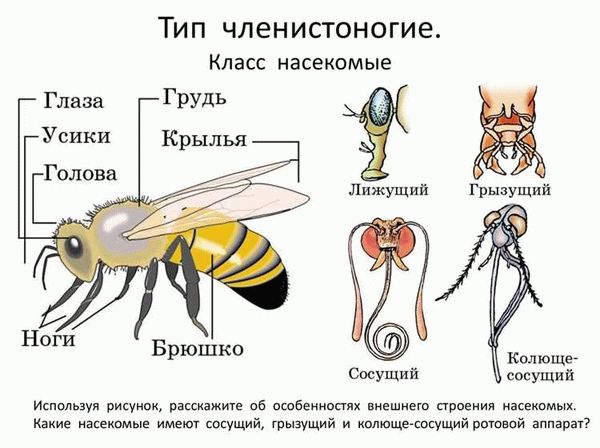 Как умирает майский жук?