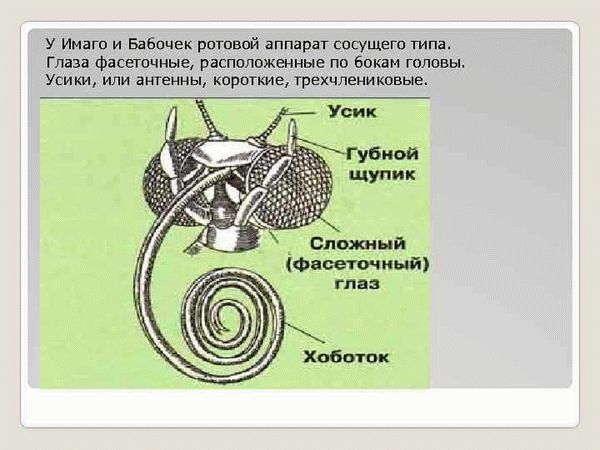 Какой писатель открыл 20 видов бабочек?