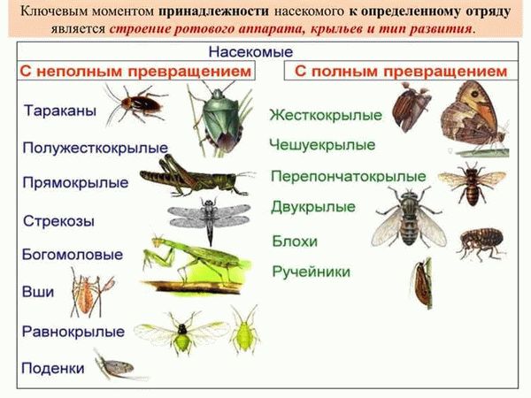 Современная классификация