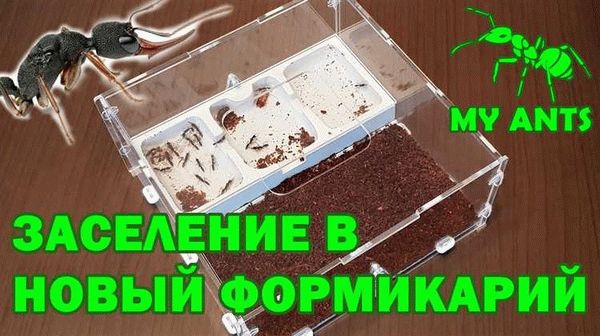 Как правильно заселить муравьев в ферму