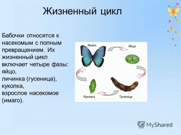 Стадия яичек: где и как происходит оплодотворение?